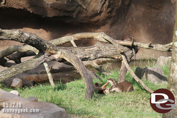 Some otters out playing this evening.