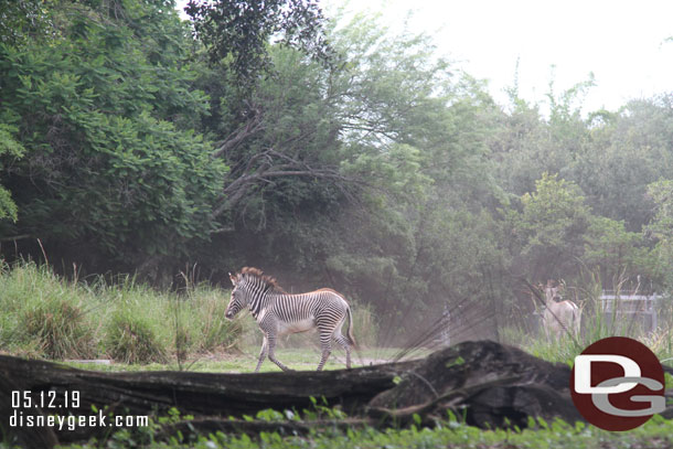 Stopped by Gorilla Falls since I had some time before our FastPass+ for the Safari.  The Zebra were running around a little this evening.