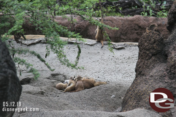 Meerkat were huddled together.