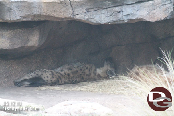 Next up another Kilimanjaro Safari trip.  Hyenas were out this evening.