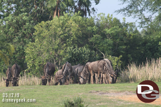 Wildebeest gracing