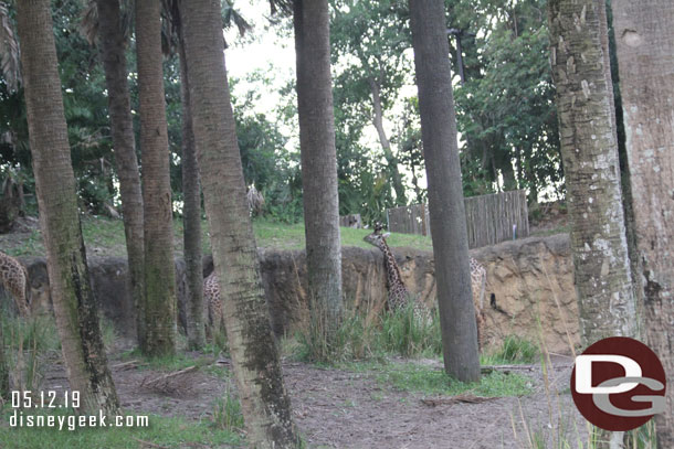 Giraffe looking like they were done for the day and waiting to go in.