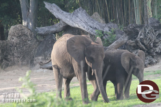 A couple of elephants.