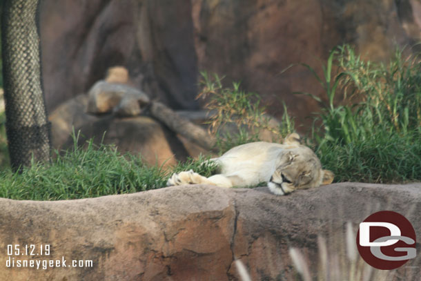 The female lion