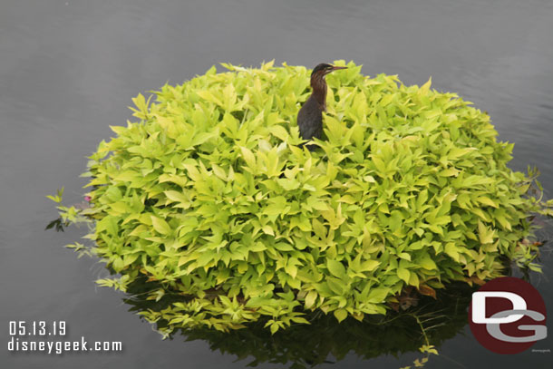 A bird hanging out in one of the floating planters.