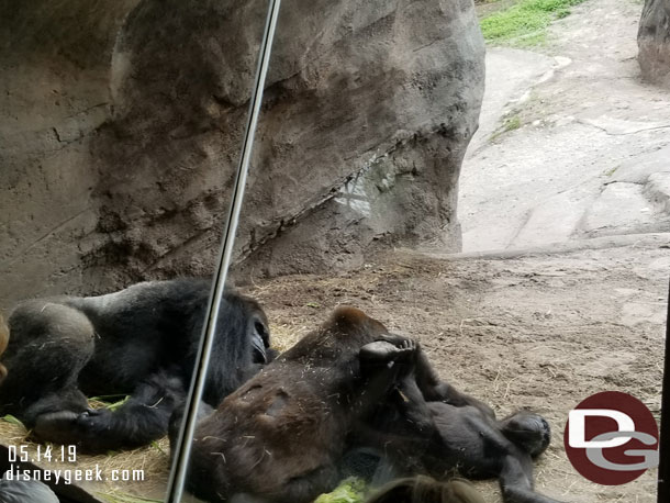 Part of the gorilla family resting by the window. No sign of baby Grace today.