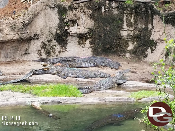 The crocodiles hide colored markings.  The driver said this was because of a recent vet trip for them all.