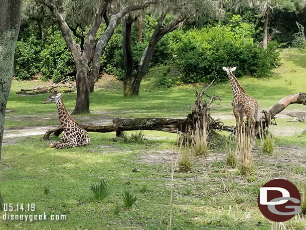 There were several young giraffe near this tree.