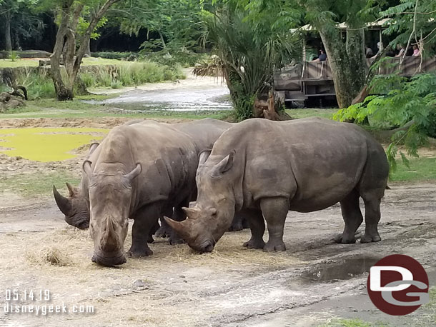 White rhino