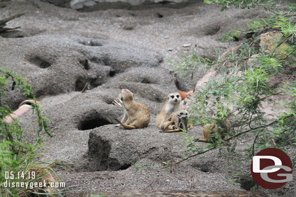 A meerkat family.