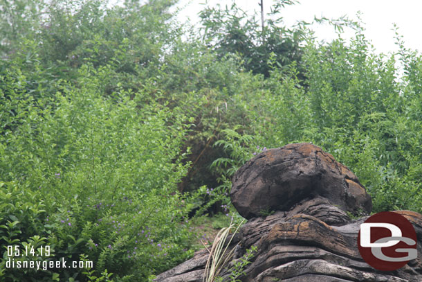 Saw some movement and maybe a glimpse of a gorilla up in the bushes, but could not get a picture and she did not come out.  Guessing it was the mother  and baby.