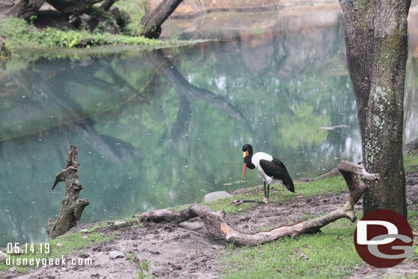 A stork in the forest area.