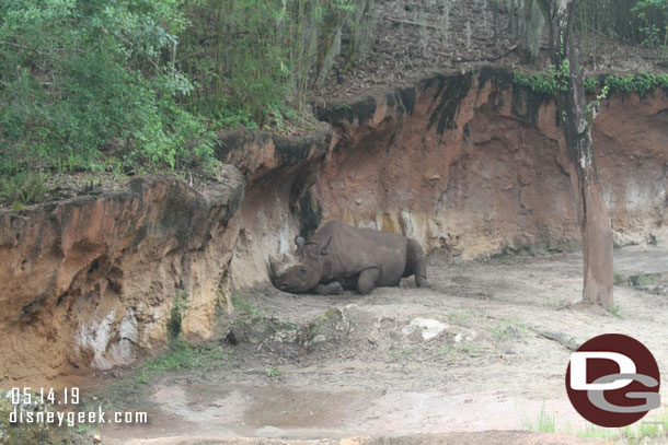 A black rhino laying around.