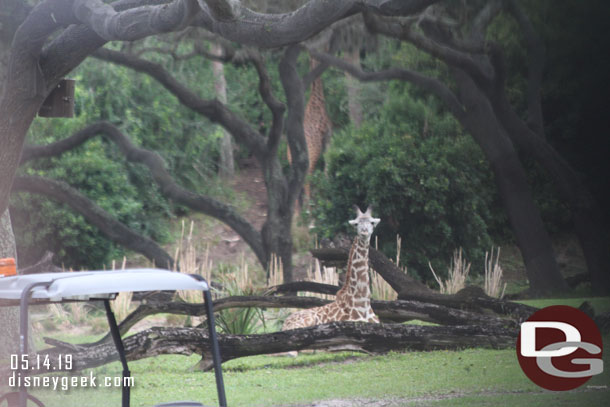 A young giraffe sitting down in the distance.