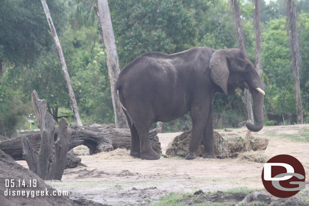 An African elephant.