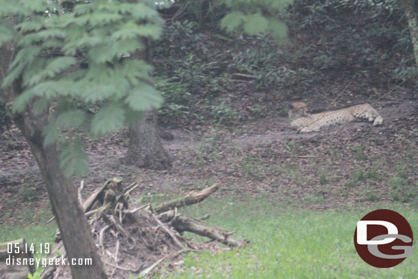 A cheetah on the hill