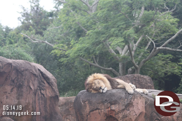 A male lion