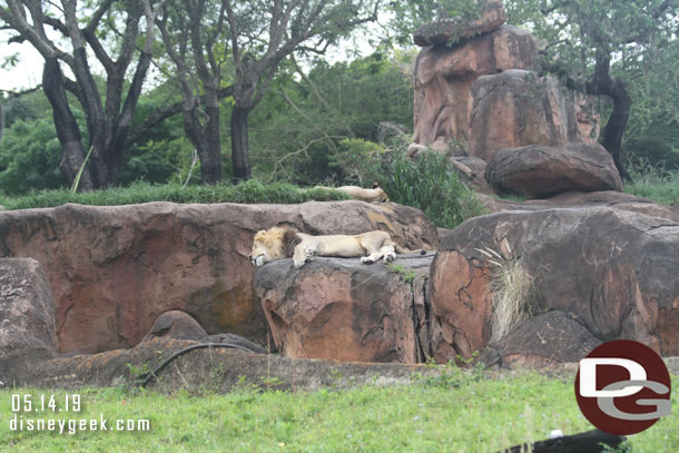 Coming around the other side you can see the lioness too.