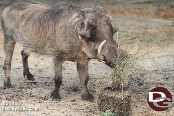 A warthog 