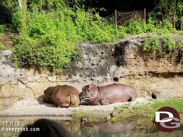 Couple of hippos on shore this morning
