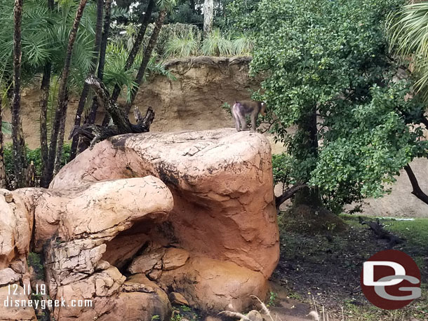 A mandrill monkey on the rocks.