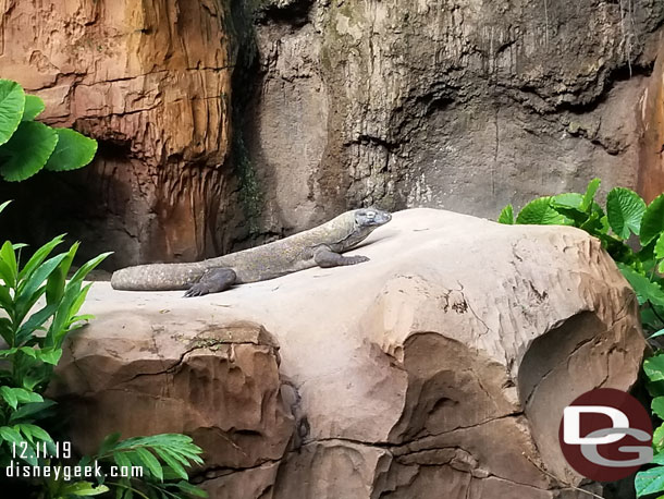 Komodo dragon