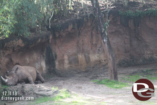 A Black Rhino laying around.