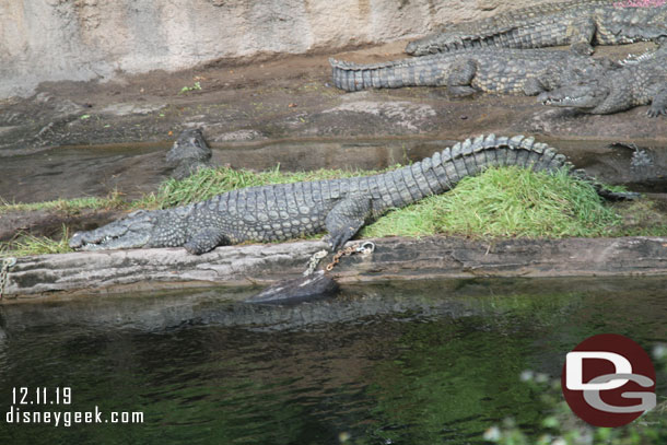 Nile Crocodile 