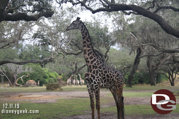 Giraffe on the large savanna