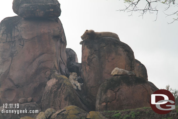 Both the male and female lion laying on the rocks.