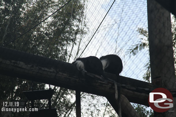 A couple of monkeys as I enter Gorilla Falls