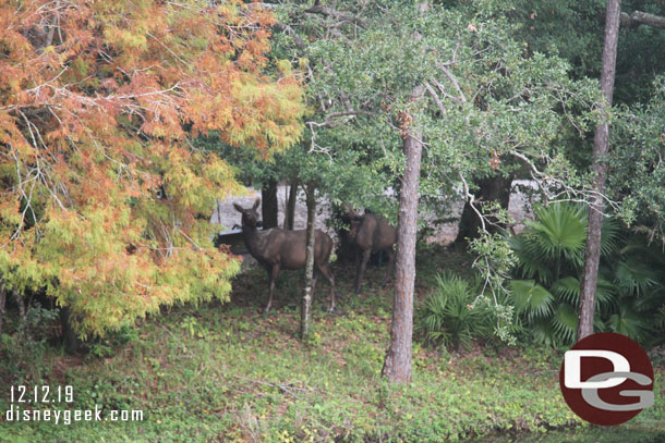 Hard to see but through the trees you can see they have replaced all the ballast but have not replaced the rails or ties yet.