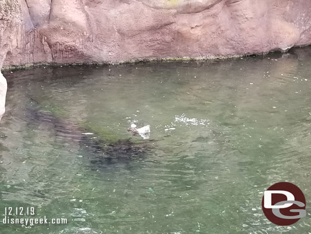 The otters were chasing something in the water.