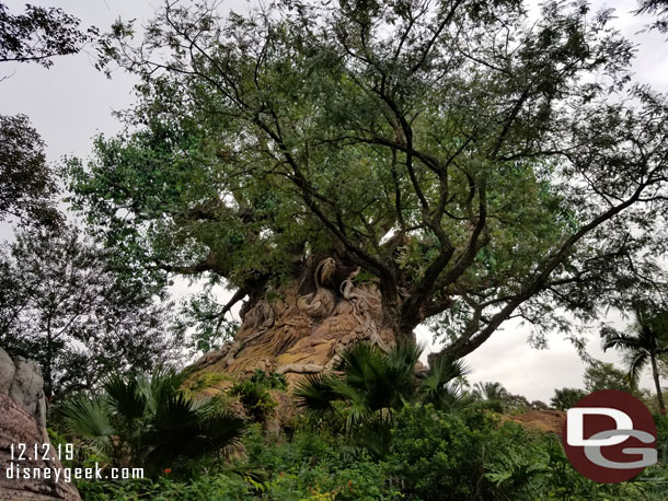 Walking by the Tree of Life.