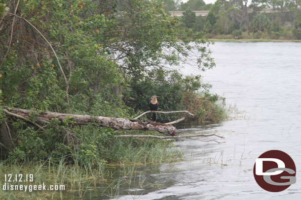 Spotted this bird that looked different from most you usually see.