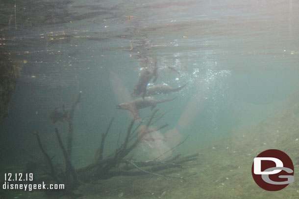 Going to the underwater viewing you could see them chasing a fish.