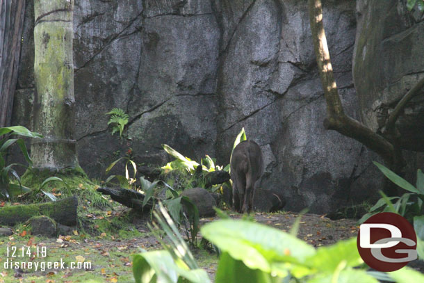 Walking through the Oasis.  This Babirusa never seems to want to have its picture taken.  Usually hiding or a shot like this when I walk by.