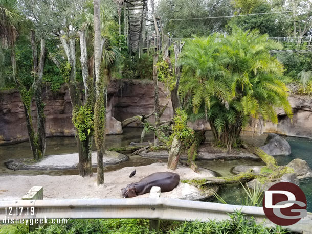 A hippo was out on one of the island further along the river.