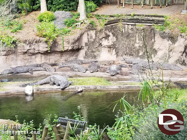 Nile crocodiles 
