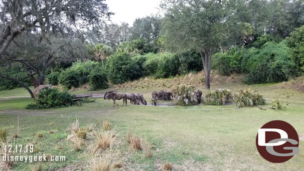 Wildebeests at the watering hole.