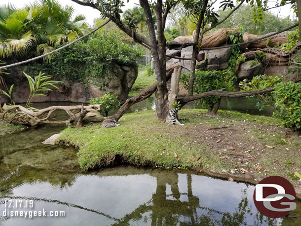 After my safari walked through the Tree of Life Garden.  Here are a couple of Lemurs.