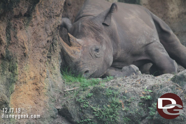 A Black Rhino