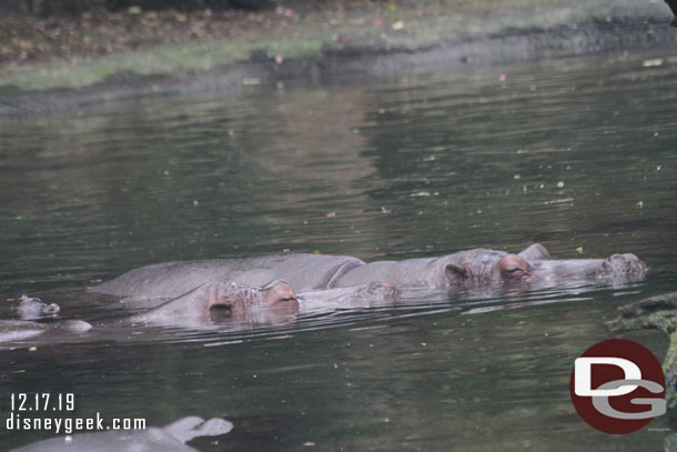 Hippos