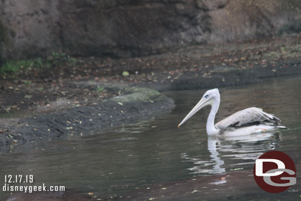 Pelican 