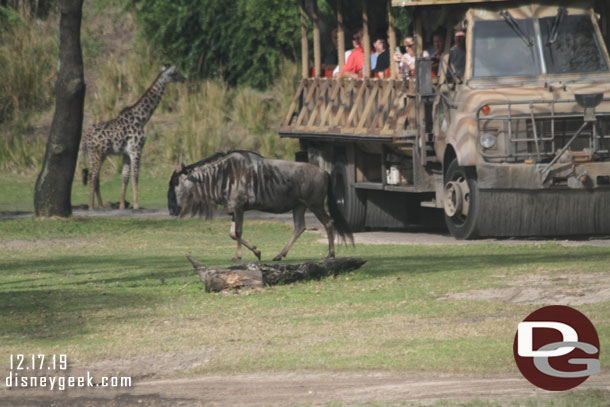 Wildebeest on the move on the Savanna