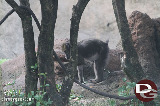 A Mandrill trying to hide.