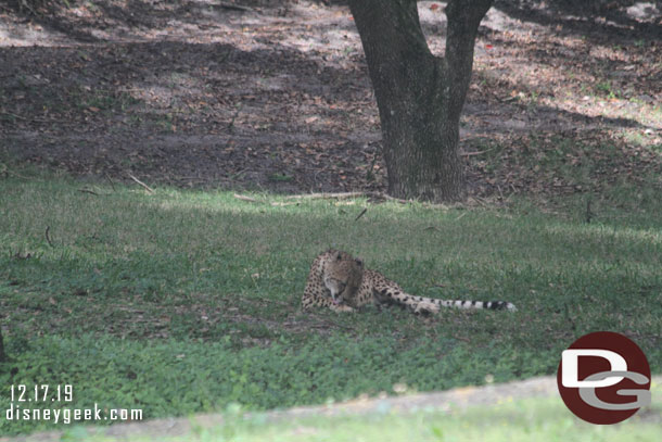 A cheetah out in the open.