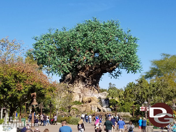 First view of the Tree of Life.. about 40 minutes since leaving our room.