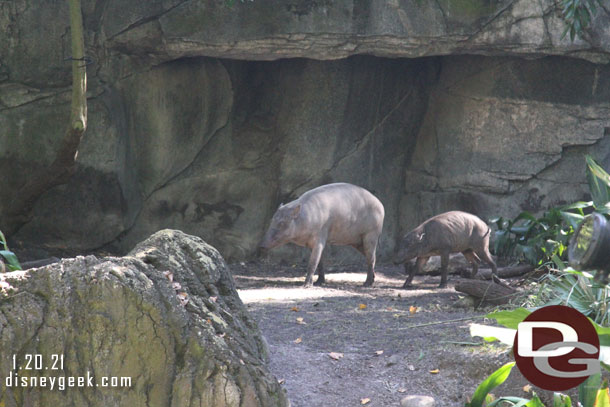 You may recognize these two babirusa from the Magic of Disney's Animal Kingdom show on DisneyPlus.  Kirana was born at the park and featured on the show with her parents.