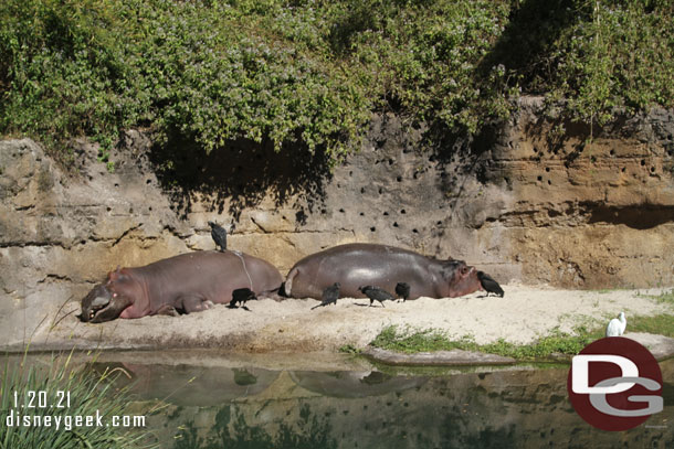 A couple of hippos enjoying the sun today.